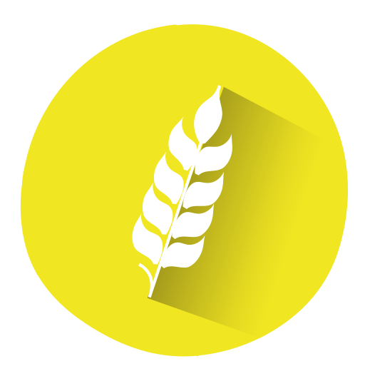 Wheat